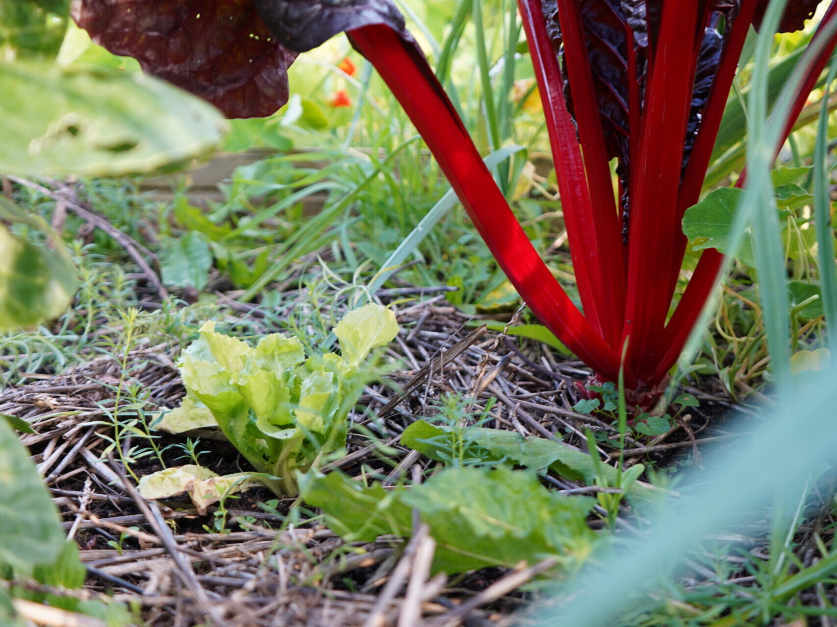 Wat is mulchen en hoe pas je het toe in de natuurlijke moestuin?