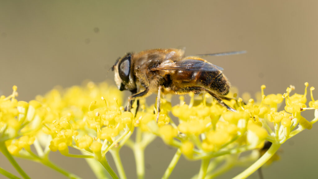 Bij op venkelplant