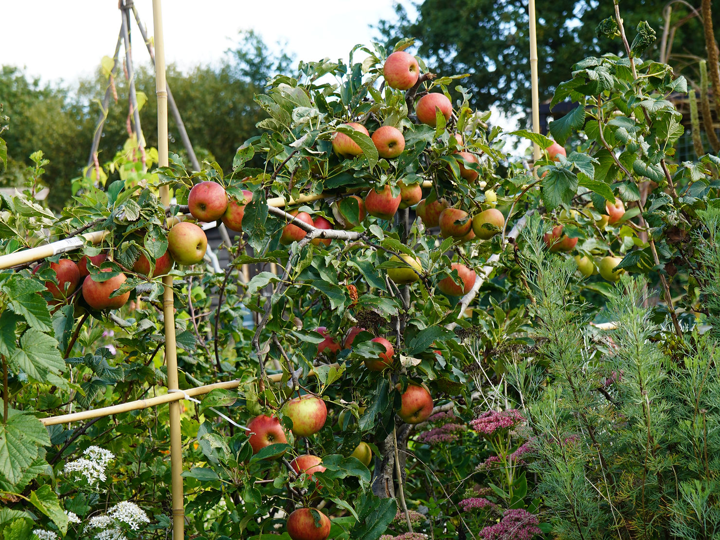 Een bomengilde aanleggen in de moestuin, zo doe je dat!